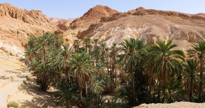 View of Chebika Oasis in Tunisia with palm trees and mountain in the background. Travel destination. Holidays and relaxing in the desert. Tourism and adventurous life. 