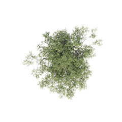 tree top view, isolate on a transparent background, 3d illustration