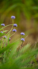 purple flowers on the meadow