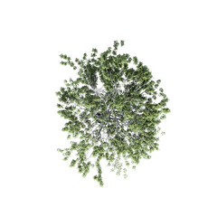 tree top view, isolate on a transparent background, 3d illustration