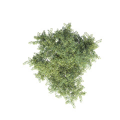 Obraz premium tree top view, isolate on a transparent background, 3d illustration