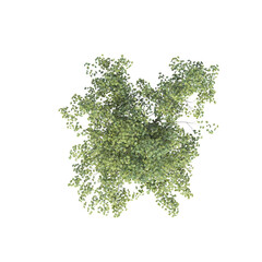 tree top view, isolate on a transparent background, 3d illustration