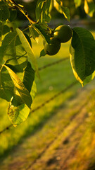 yellow leaves of the sun