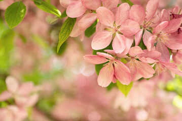 pink flowers on apple tree branches in bloom in spring orchard