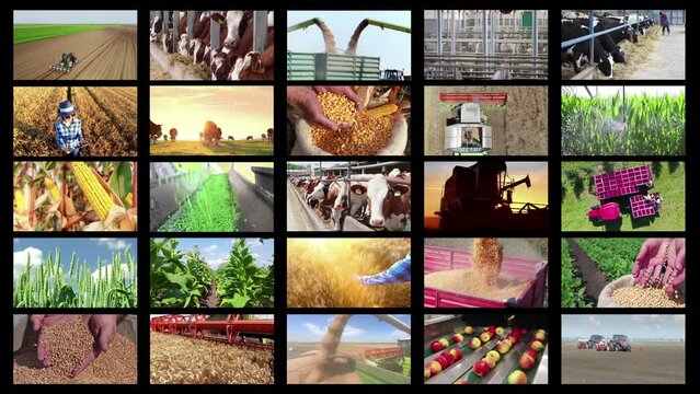 Agriculture - food production, harvest wheat, corn grain, soybean, irrigation, spraying, processing vegetable, tractor working, fruits, onion, tobacco, grapes and wine, farm animal - Split screen