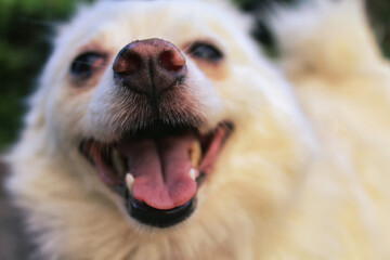 close up portrait of a white pomeranian dog 