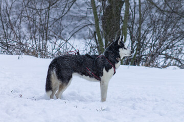 Siberian Husky