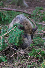 Wildschwein