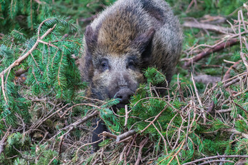 Wildschwein