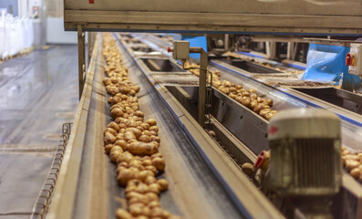 Potato conveyor line at the chips factory.