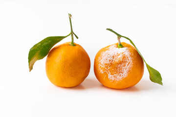 Fresh and bad rotten tangerine isolated on the white background. Citrus clementine with green leaf as a variety of mandarine oranges