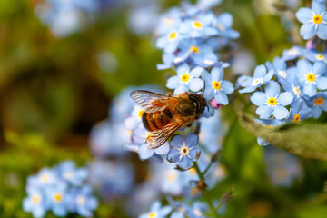 Fleissiges Bienchen