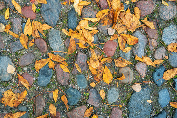 Leaves on the road.