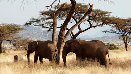 beautiful photograph of two elephants in africa