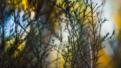 Flore opulente dans la forêt des Landes de Gascogne, en période hivernale, pendant le crépuscule