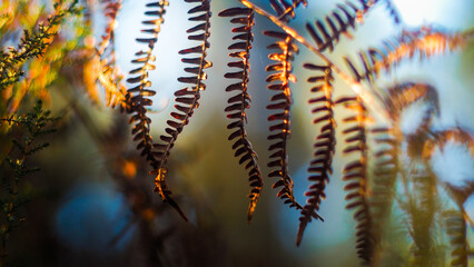 Flore opulente dans la forêt des Landes de Gascogne, en période hivernale, pendant le crépuscule