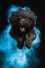 Black Russian Terrier Holi Powder Dog Photography - obrazy, fototapety, plakaty