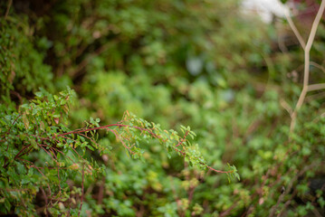 Close up of plants, green plants in forest.