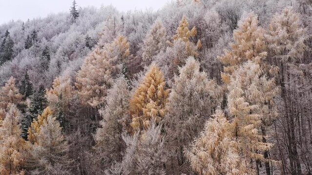 Drone 4K clip of larch trees in a coniferous forest at the start of the winter season