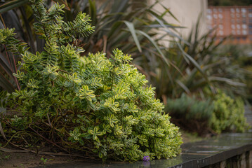 Cropped shot of green plants with city in the background