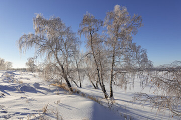 Fluffy snow and birch trees covered with hoarfrost. Burabay National Park, Aqmola Region, Kazakhstan.