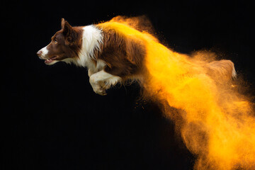 Border Collie Holi Powder Dog Photography