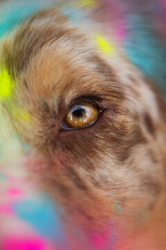 Australian Shpeherd Eye Holi Powder