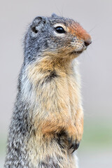Columbian Ground Squirrel