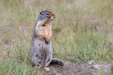 Columbian Ground Squirrel