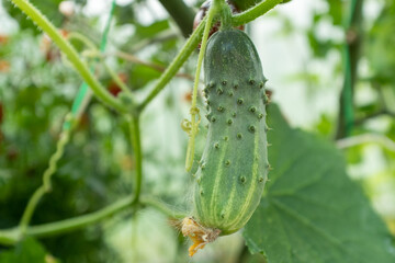 Green cucumber grow in greenhouse, close-up. Background from cucumber plant for branding, calendar, postcard, screensaver, wallpaper, poster, banner, cover, website. High quality photo