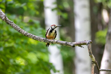 野鳥素材　オオアカゲラのオス
