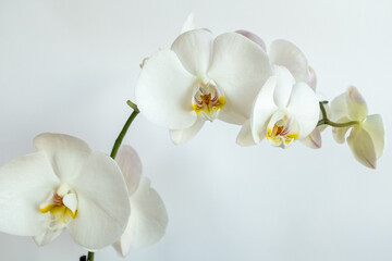 Naklejka na ściany i meble White orchids flowers on white background, close-up. Phalaenopsis orchid for publication, design, poster, calendar, post, screensaver, wallpaper, card, banner, cover, website. High quality photo