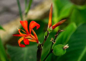 orange lily flower