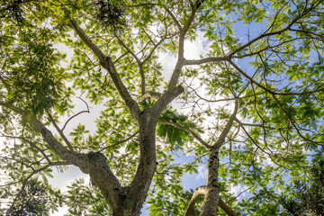 tree in the forest