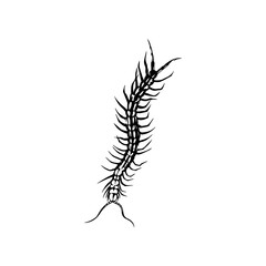vector illustration of a centipede animal