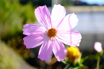 Fototapeta premium 明るい光を浴びるコスモスの花びら