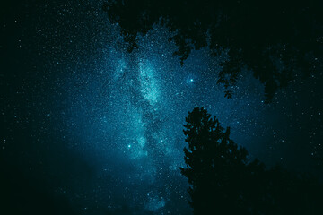 Fototapeta na wymiar Bright Night Sky Stars Above Dark Black Crowns Of Pine Trees Woods Silhouettes. Natural Starry Sky Above Woods. Night Landscape With Dark Blue Dramatic Sky With Shining Stars. Azure Color Sky.