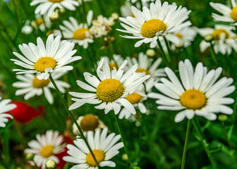daisies in the garden