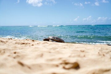 Hawaiian sea turtle resting on the beach