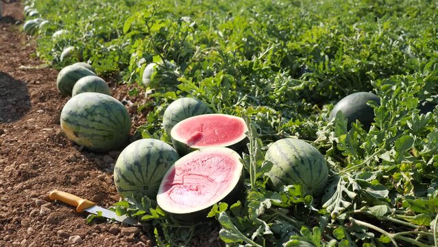 Harvested ripe red watermelons on vegetable field. Watermelon half on ground. High quality 4k footage