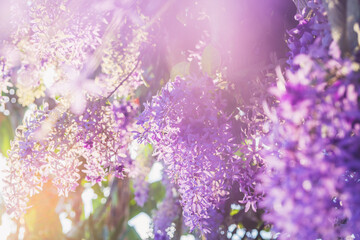 Fototapeta na wymiar Soft Purple flowers spring blossom in the morning,blur summer background.