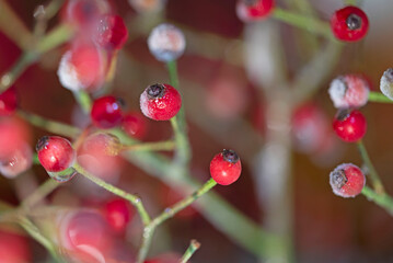 Red berries of sorbus in the snow.