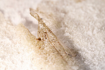 Skeleton leaf om the ground with snow.