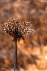Seasonal dry flowers and grass close-up on a blurred background. Selective focus.