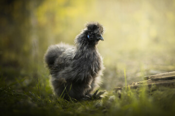 Walking gray silkie chicken