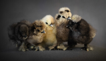 Five adorable, colourful silky chicks on grey background