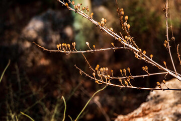 Seasonal dry flowers and grass close-up on a blurred background. Selective focus.