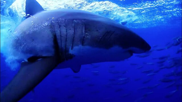 Cage diving in bright blue water at sunny day. There a flock of fish schooling around the shark fishing hook.  Shark came and attacks the bite. Great White Shark - Carcharodon carcharias, cage diving.
