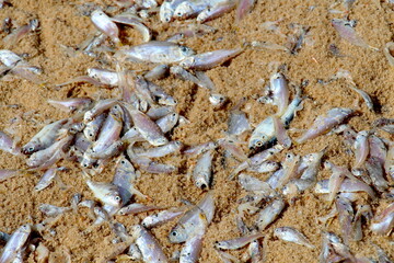 Fische am Strand