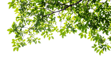 Stoff pro Meter Natural green leaves white background © Pencile Art Design